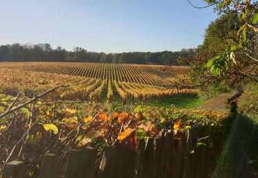 Excursión Senderismo Court-Saint-Étienne - Tangissart et son Vignoble - Photo