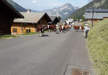 Tocht Stappen Châtel - petit chatel - Photo