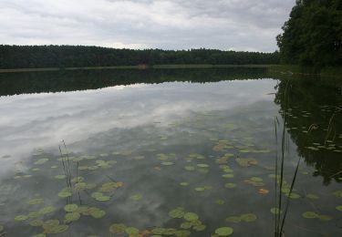 Tocht Te voet  - Rezerwat Kolno Międzychodzkie - Kobylarnia - Photo