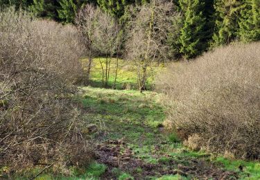 Trail Walking Fauvillers - Fauvillers 050424 - Photo