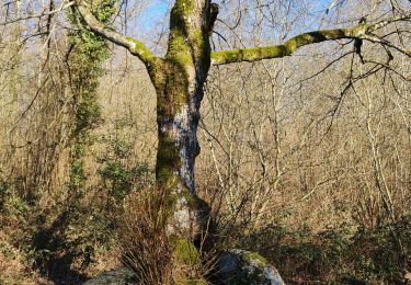 Tour Wandern Couzeix - Couzeix - Photo