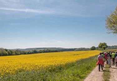 Trail Walking Mauves-sur-Huisne - Mauves-sur-Huisne - Rémalard 16 km - Photo