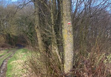 Randonnée Marche Gerpinnes - Petit tour d’avant printemps  - Photo