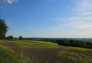 Trail Walking Dalhem - Redécouverte de Neufchâteau 🥾 - Photo