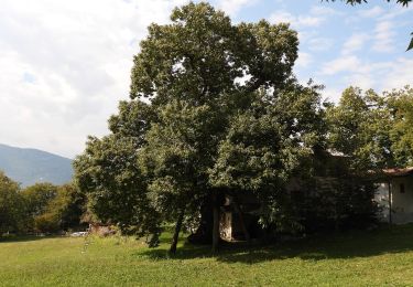 Tocht Te voet Arco - Sentiero di Vallestrè - Photo