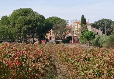 Tour Wandern Saint-Nazaire - Soleil les mas guillemet - Photo