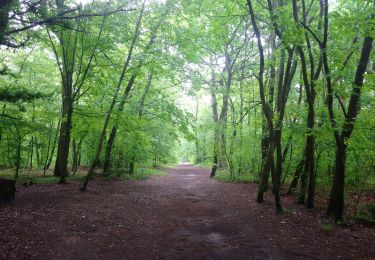 Excursión Senderismo Le Mesnil-le-Roi - Huit dans la forêt  - Photo