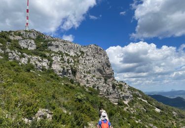 Trail Walking Montpeyroux - Font du Griffe le Baudille - Photo