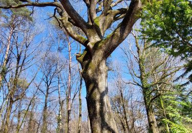 Trail Walking Bagnoles-de-l'Orne-Normandie - Forêt d'Andaine - Photo