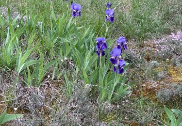 Tour Wandern Villasavary - Sentier des orchidées JLC1 - Photo