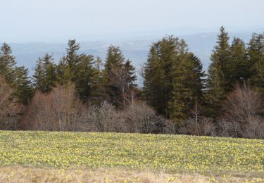 Tocht Stappen Le Bessat - bessat1100 - Photo