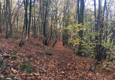 Trail Walking Chaudfontaine - Beaufays mare aux chevreuils  - Photo