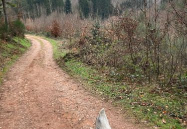 Tour Reiten Walscheid - Circuit roche du diable joyeux Tivio  - Photo