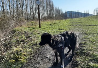 Excursión A pie Charleroi - Terrils et ruelles à Jumet et Roux. - Photo