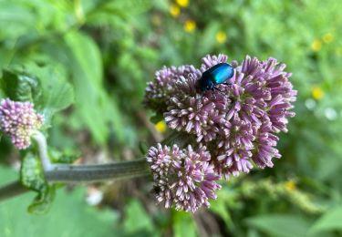 Tour Wandern Saint-Pierre-de-Chartreuse - Le charmant Som en Boucle - Photo