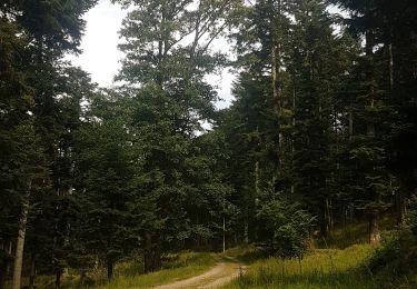 Tour Wandern Altweier - Roche du Tétras - Bilstein - Photo
