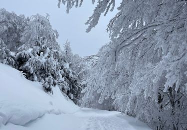 Trail Walking Larrau - Iraty cabane ZINGOLATZE - Photo