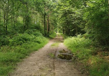 Trail Coupling Coye-la-Forêt - randonné jl Dark 1 er juillet - Photo