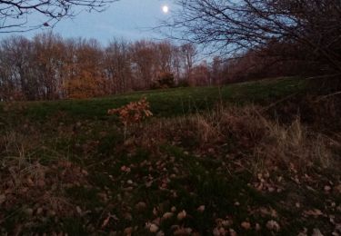 Tour Wandern Vaugneray - St Bonnet le froid par Vaugneray - Photo