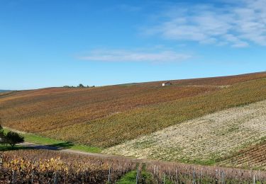 Trail Walking Neuville-sur-Seine - Les vignes champenoises - Photo