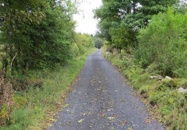 Trail On foot Roscommon Municipal District - Clogher - Photo