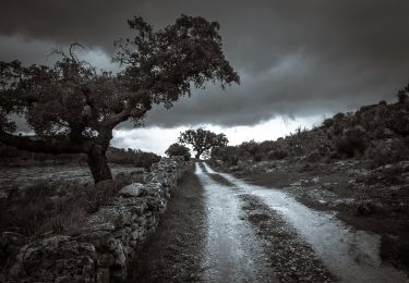 Trail On foot Santa Maria de Marvão - Percurso Pedestre dos Galegos - Photo