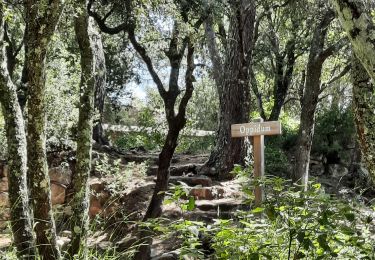 Excursión Senderismo Lorgues - Lorgues - sentier découverte Saint-Ferréol - Photo