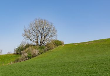 Tour Zu Fuß Warburg - A9 Rundwanderweg Hardehausen - Photo