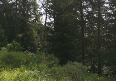Excursión Marcha nórdica Arbaz - Anzère par les Evouettes  - Photo