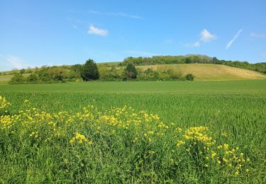 Trail Walking Joigny - Joigny par les vignes  - Photo