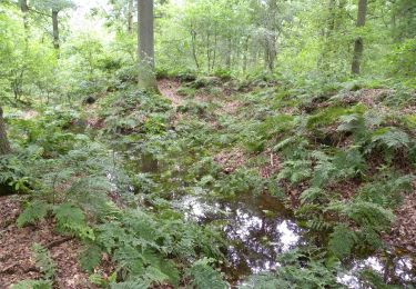 Tour Zu Fuß Bilzen - Munsterbos Blauwe ruit - Photo