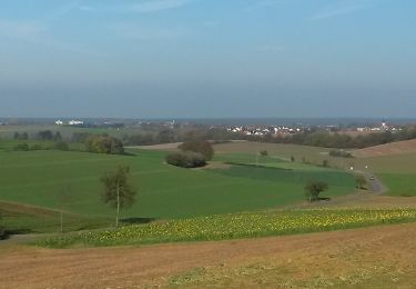 Tour Zu Fuß Großostheim - Rundwanderweg Großostheim Hesselburg 3: Farngrund-Weg - Photo