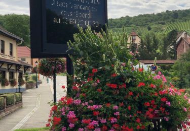 Tour Mountainbike Scharrachbergheim-Irmstett - Balade Vtt   Vosges  - Photo