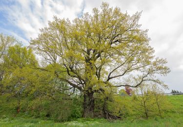 Tocht Te voet Frankenberg/Sachsen - Rundweg ­Lützeltal­-Buchenwald - Photo