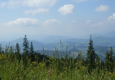 Tour Zu Fuß St. Radegund - Hubertusrunde - Photo