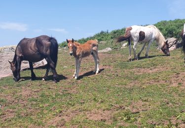 Trail Walking Itxassou - itxassou  col des veaux - Photo