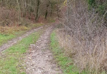 Trail Mountain bike Saint-Clément - sortie vtt 13122020 Mont sur Meurthe  - Photo