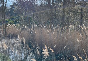 Trail Walking Port-la-Nouvelle - Port la nouvelle - Photo