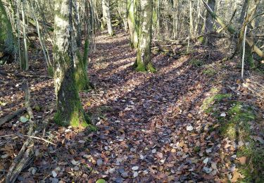 Percorso A piedi Herbeumont - Rallye - Wandelzoektocht  - MOREPIRE - Photo