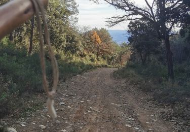 Trail Walking Cuers - En dessous des Barres de Cuers  - Photo