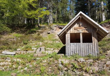 Trail Walking Forbach - Rote Lache - Lac Schwarzenbachstausee - Badener Höhe (Rother n°39) - Photo