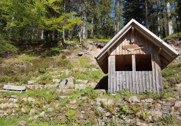 Tour Wandern Forbach - Rote Lache - Lac Schwarzenbachstausee - Badener Höhe (Rother n°39) - Photo