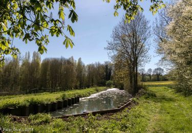 Trail Walking Mauves-sur-Huisne - Mauves-sur-Huisne - Nocé-Courboyer 14 km - Photo