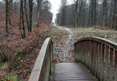 Randonnée Marche Bulgnéville - PR3 Bigneville étang des récollets . Contrexeville lac de conge - Photo