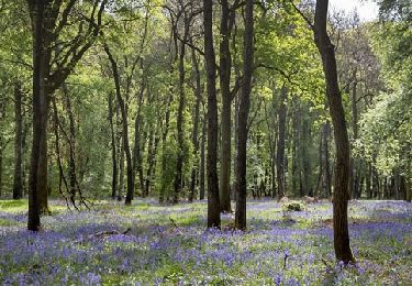 Tocht Stappen Opwijk - 20230415 Hyacintentocht T8 km wa 8,3 km Kravaalbos via Terberglos en Lus Groenedreef - Photo