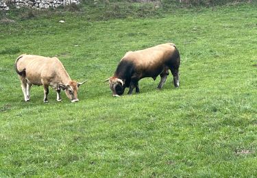 Trail Walking Recoules-d'Aubrac - Recouverte - Photo