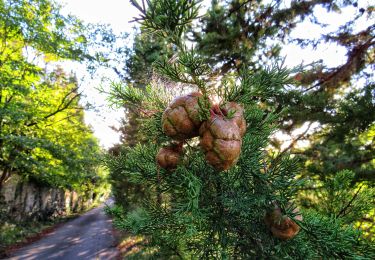 Trail On foot Bagno a Ripoli - IT-12 - Photo