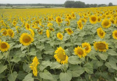 Tocht Stappen Roiffé - Les Tournesols - Photo