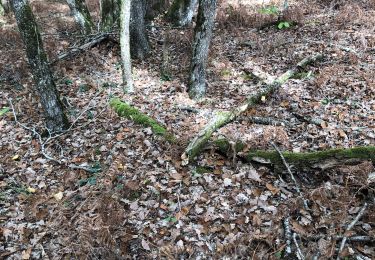 Trail Walking La Tour-Blanche-Cercles - Rte des champi et bourg les maison - Photo