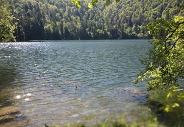 Trail Walking Geishouse - 2024-06-10 grand ballon d'Alsace lac du grand ballon d'Alsace  - Photo